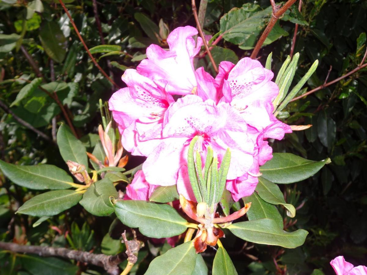 Bed and Breakfast Les Fleurs Du Mont Caux Екстер'єр фото