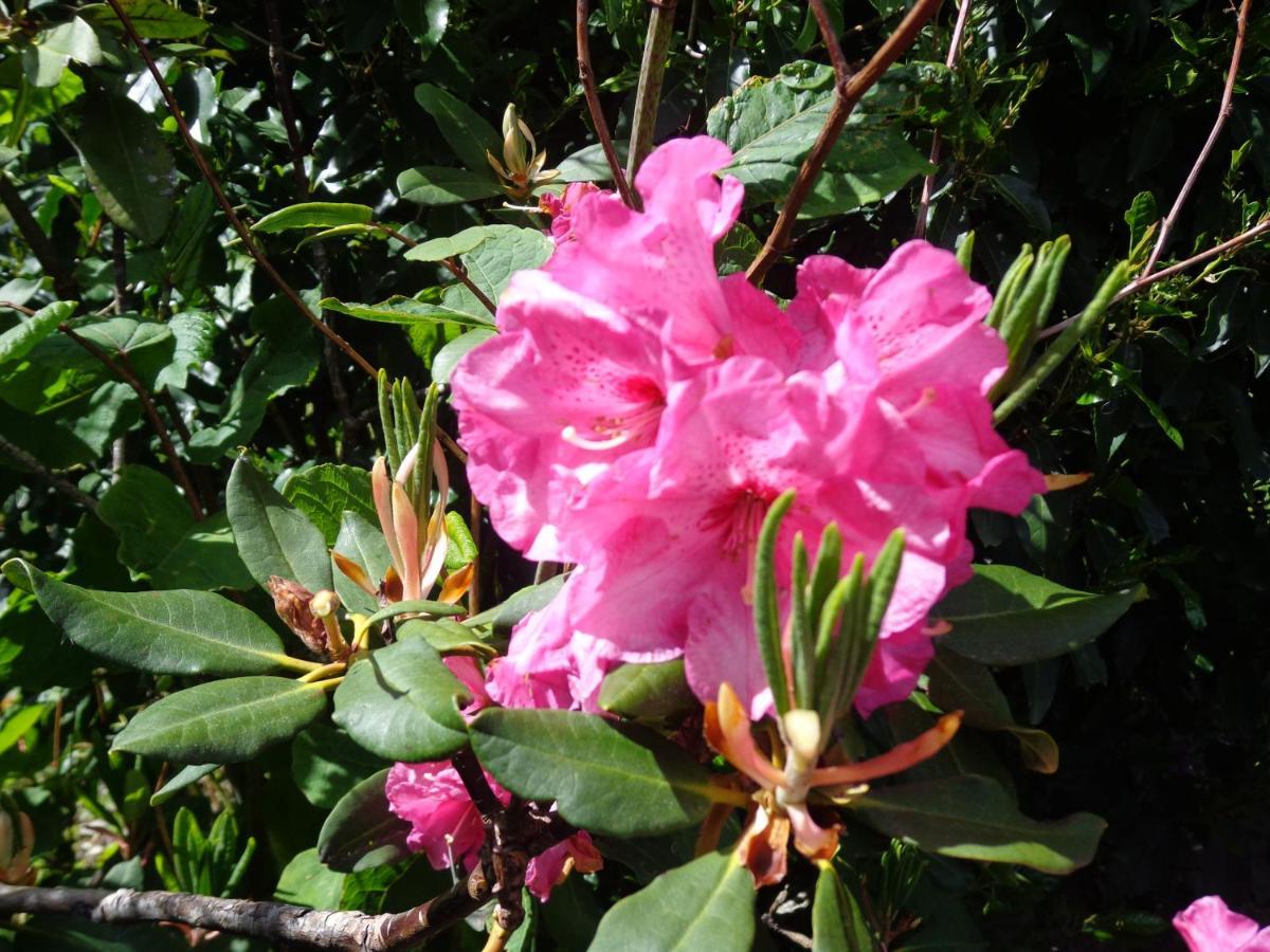 Bed and Breakfast Les Fleurs Du Mont Caux Екстер'єр фото