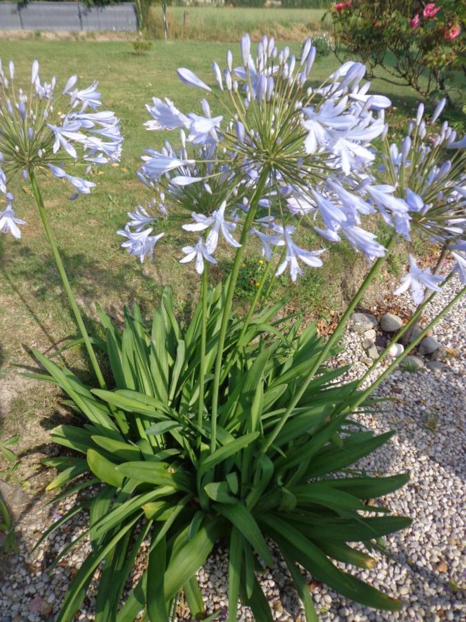 Bed and Breakfast Les Fleurs Du Mont Caux Екстер'єр фото
