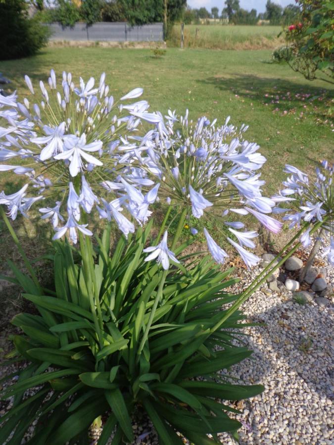 Bed and Breakfast Les Fleurs Du Mont Caux Екстер'єр фото